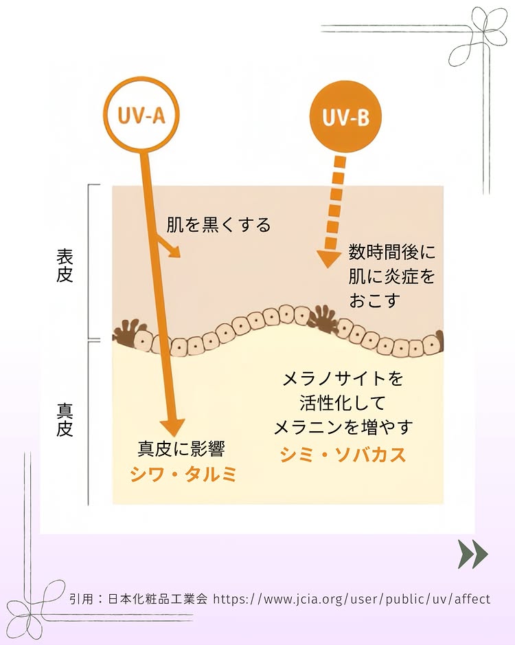 UV-AとUV-Bが肌に与える影響の図解。UV-Aは真皮に届きシワ・タルミ、UV-Bは表皮で炎症を起こしシミ・ソバカスの原因に