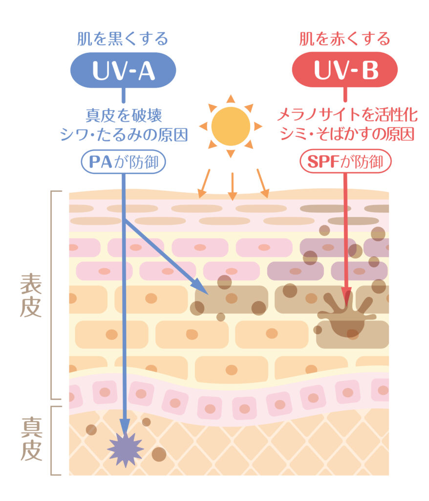 UV-AとU V-B