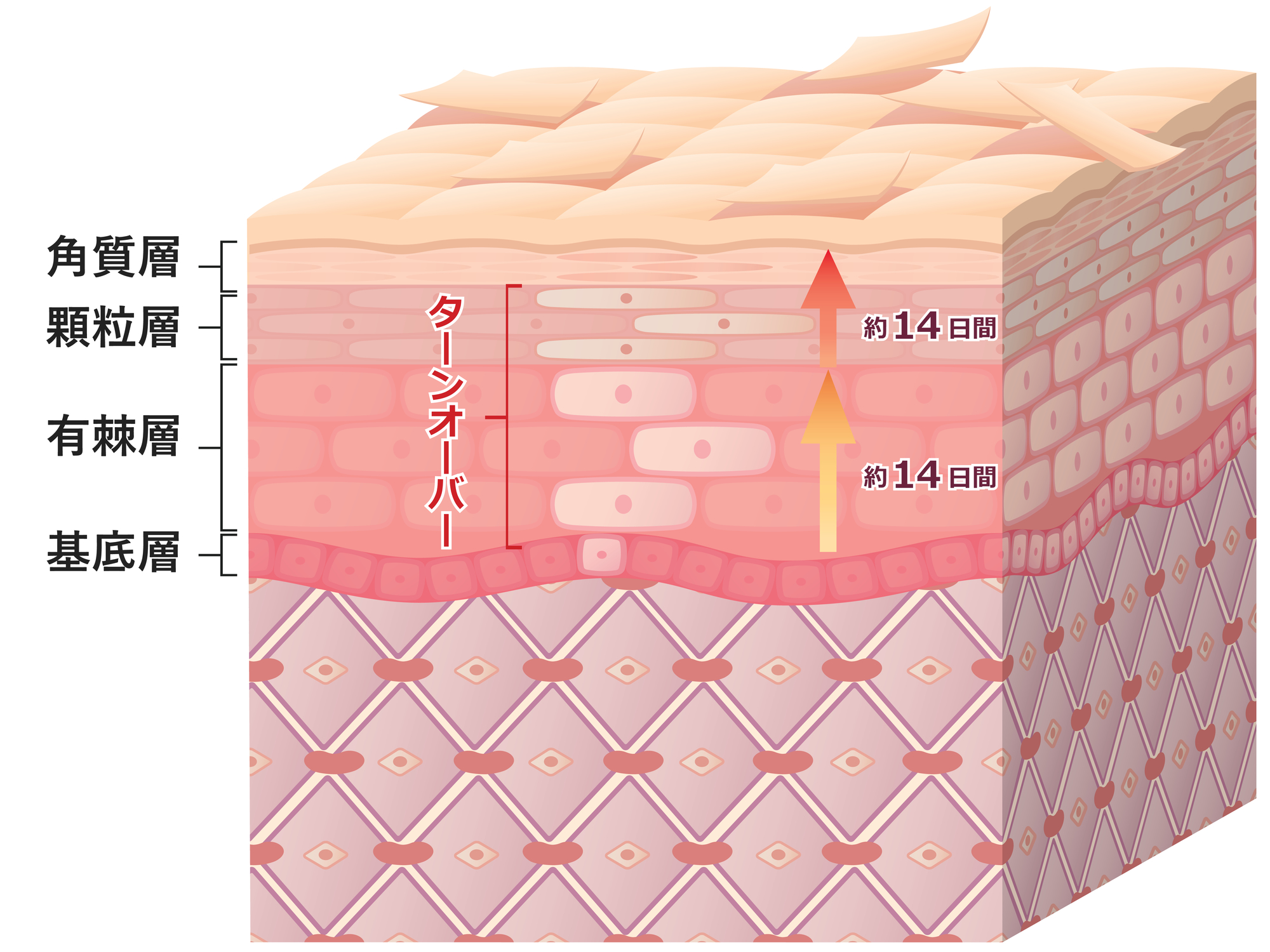 ターンオーバー
